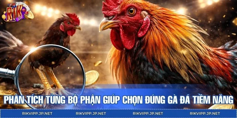 Phân tích từng bộ phận giúp chọn đúng gà đá tiềm năng