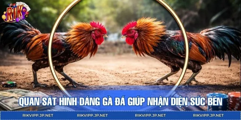 Quan sát tổng thể hình dáng gà đá giúp nhận diện sức bền