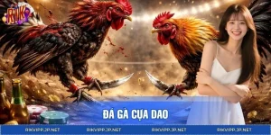 Đá Gà Cựa Dao - Trải Nghiệm Giải Trí Kịch Tính Tại RIKVIP